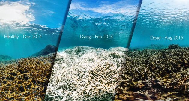 Morte-barriera-corallina-australia-LIndro