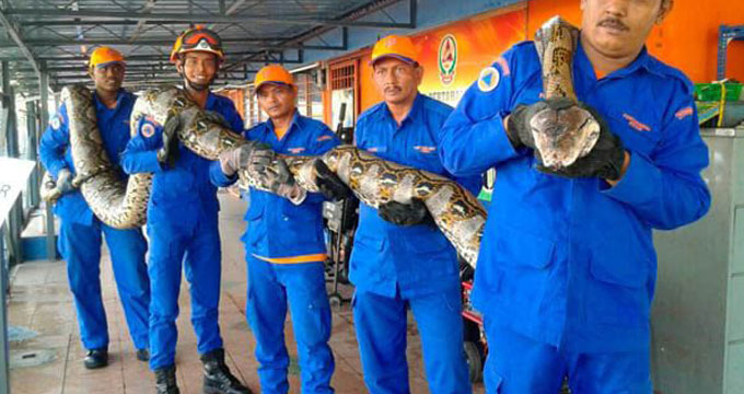 pitone-mistero-tgf24