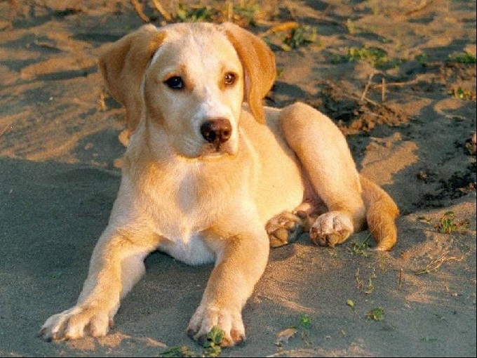 Il vigile Alberto e il cane Max: inseparabili anche nella morte.