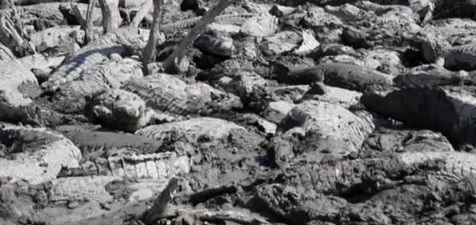 cimitero-coccodrilli