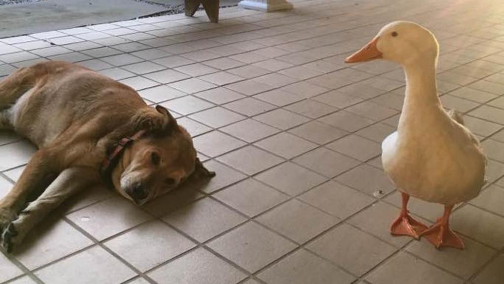 Un’oca appare dal nulla per rincuorare il cane in lutto.