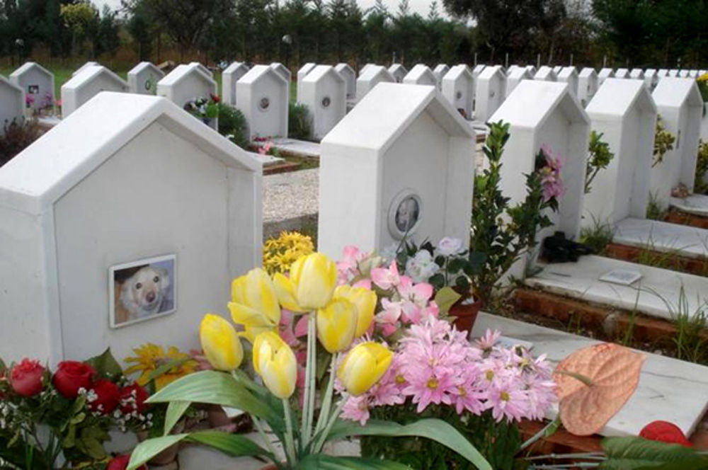 animali-cimitero
