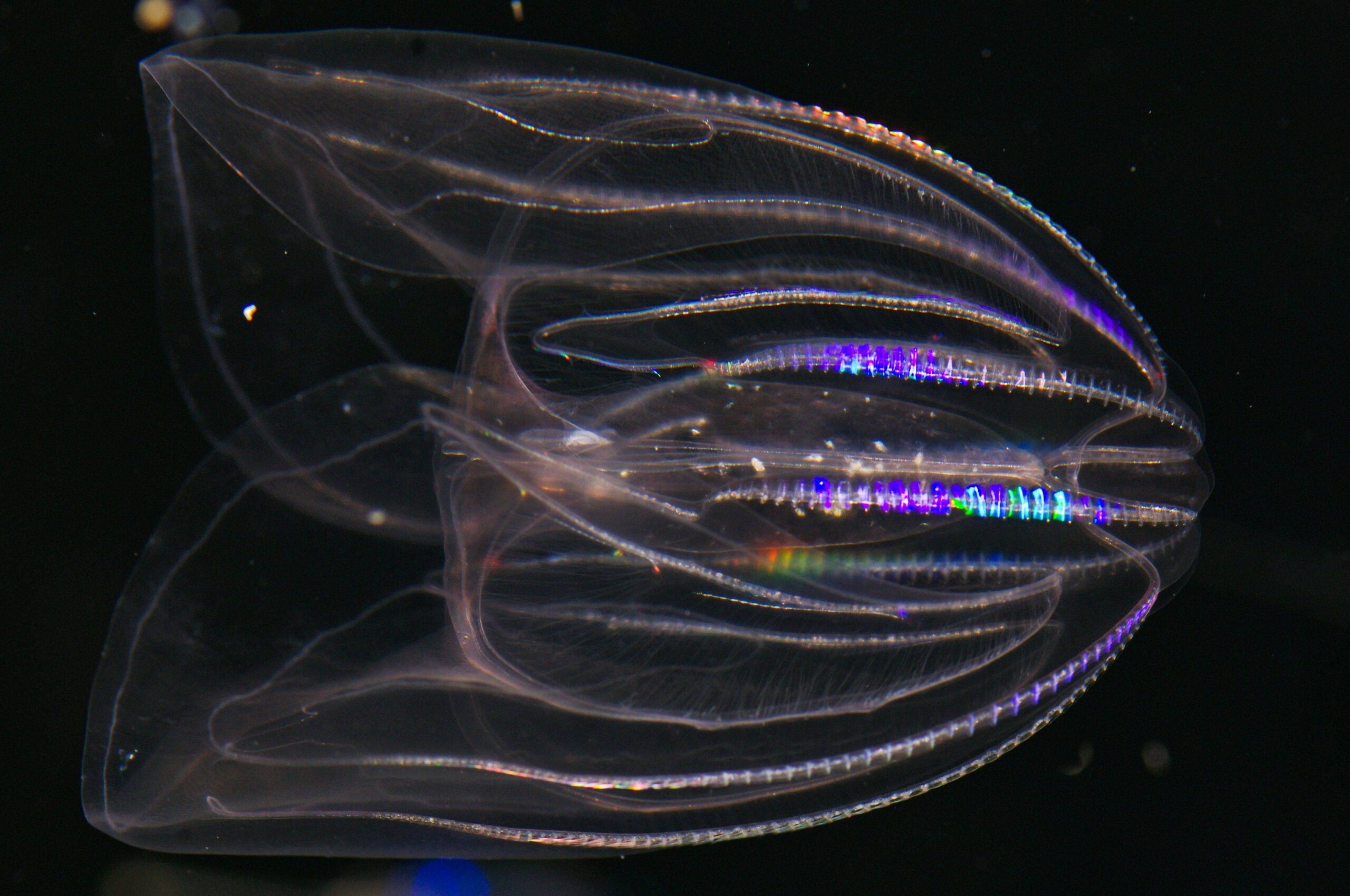 Adriatico. C’è un nuovo “predatore” che fa strage di pesci.