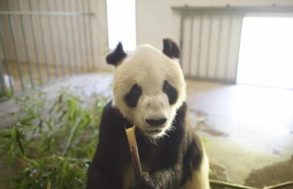 panda