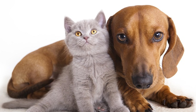 cane-e-gatto-cuccioli