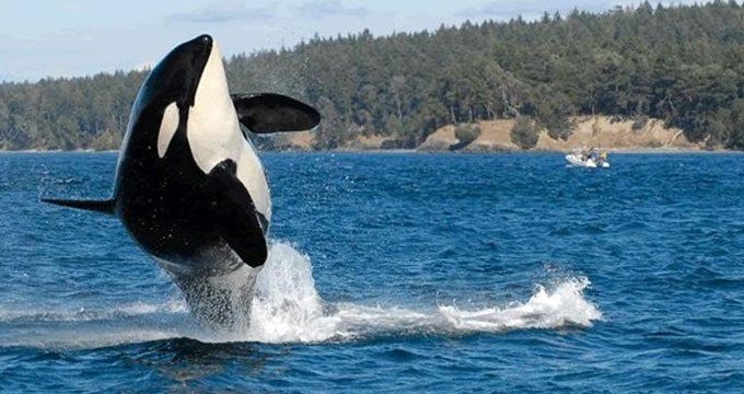 orca