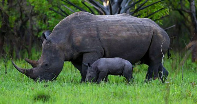 rinoceronti