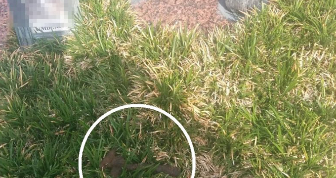 deiezioni-cane-tomba Deiezioni canine sulla tomba del padre, la figlia presenta esposto contro il Comune.