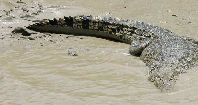 coccodrillo