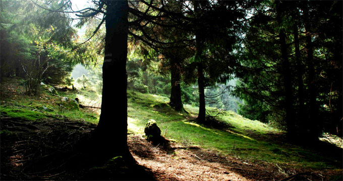 Urne biodegradabili e ceneri tra le radici. La sepoltura? È green.