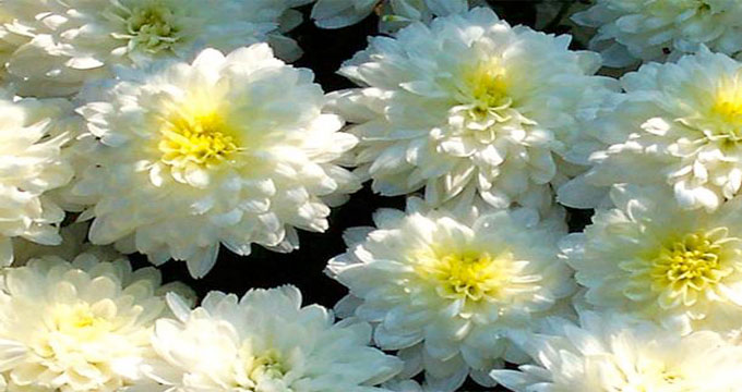 Lombardia. Il business del caro estinto conta circa 1900 attività.