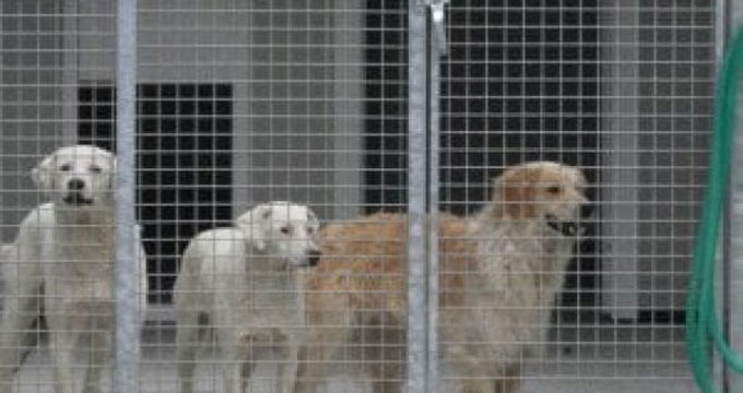 Mestre. Albergatrice muore e lascia milioni di euro ai cani randagi.