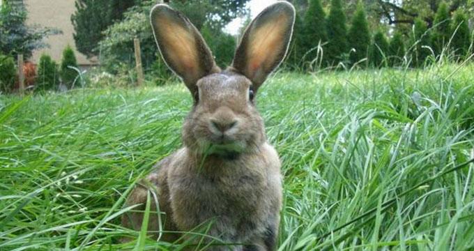 pet Gatti e scoiattoli, ma anche lepri e passerotti: la variegata fauna dei cimiteri.