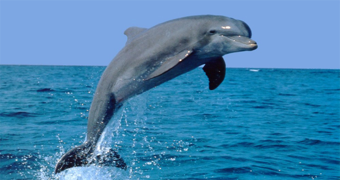 delfino