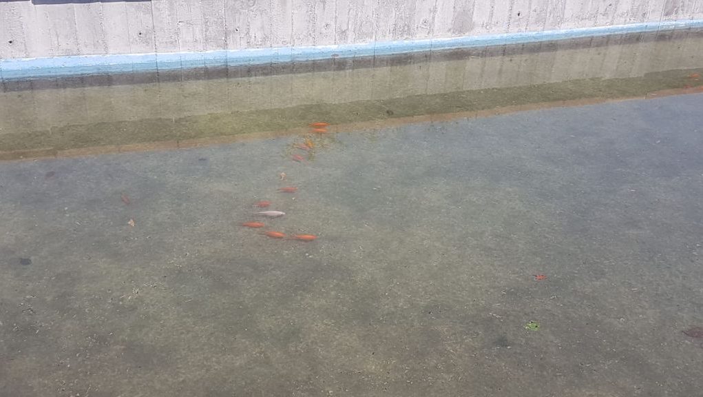 cimitero-saronno-pesci-rossi