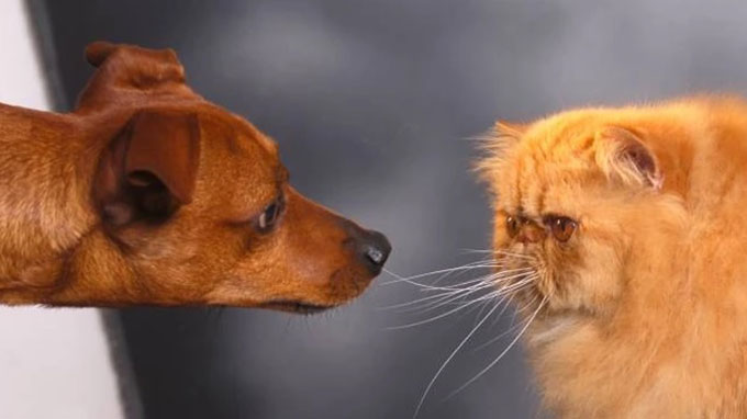 cane-gatto