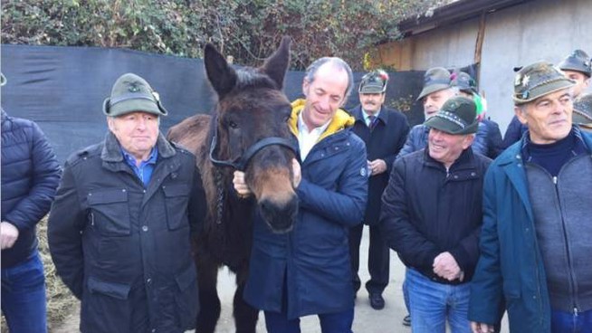 Iroso mulo degli Alpini-zaia