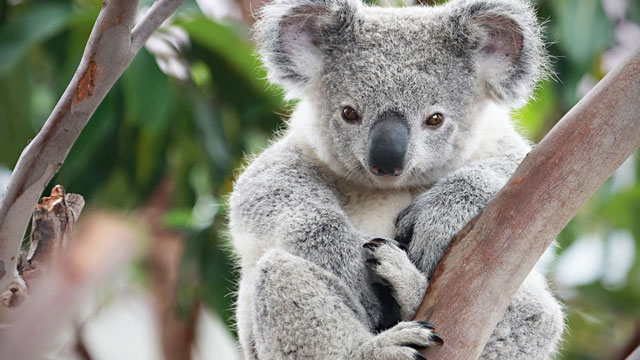 Koala