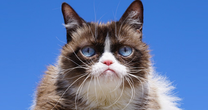 grumpy-cat