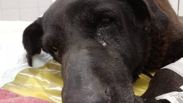 cane-duro-sacco-immondizia