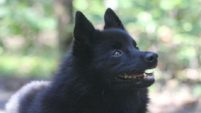 Lucca cane veglia per ore il padrone morto