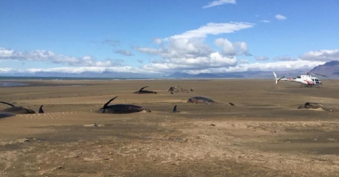 balene-spiaggate-islanda