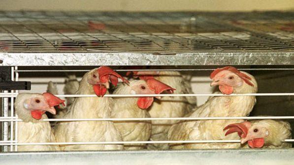 galline-morte-brescia