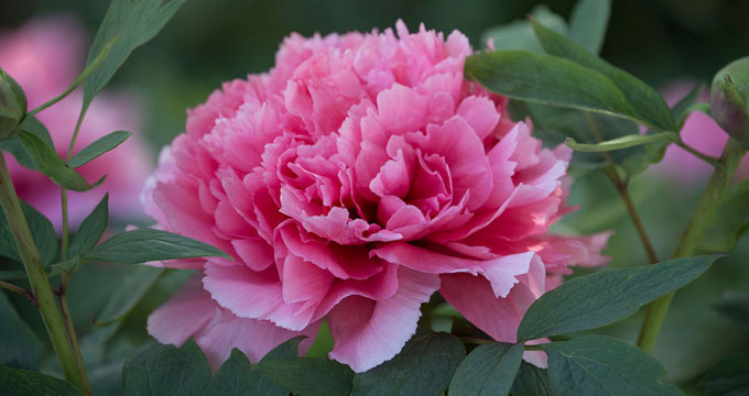 peonia