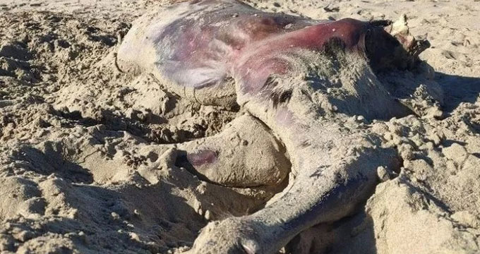 Paestum. La strage dei bufalini: “Uccisi perché non servono alla produzione di mozzarella”.