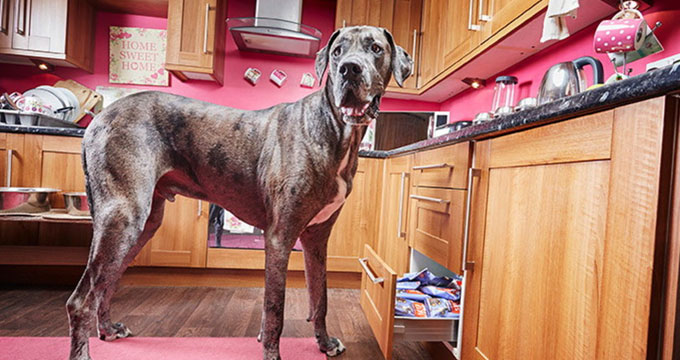 Gran Bretagna. Morto Freddy, il cane più alto al mondo.