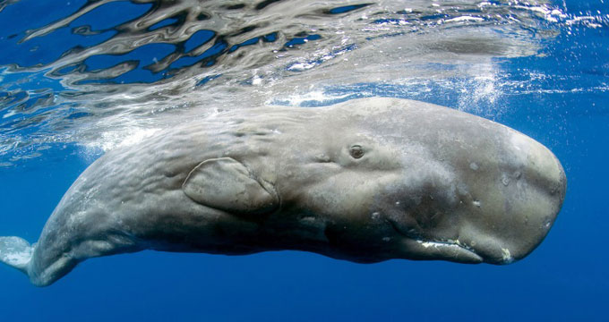 capodoglio Cina. Trovato morto un capodoglio lungo 18 metri.