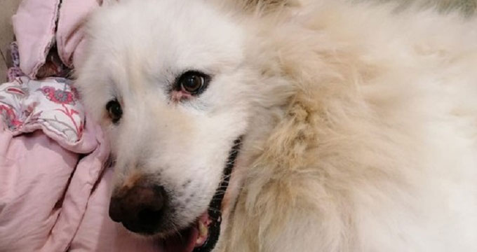 Asti. Ultimo saluto a Quartos, il “re” del canile municipale.