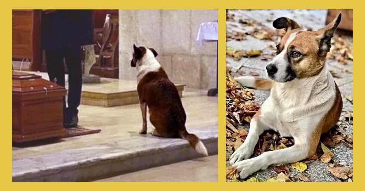 Sally la cagnolina Addio a Sally, la cagnolina dei funerali