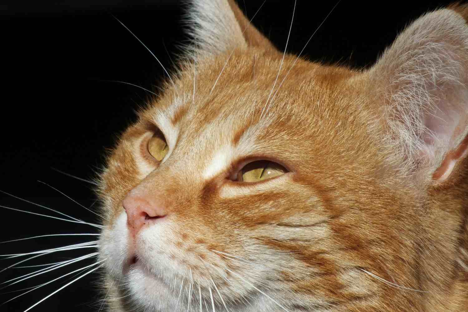 Hachiko-gatto