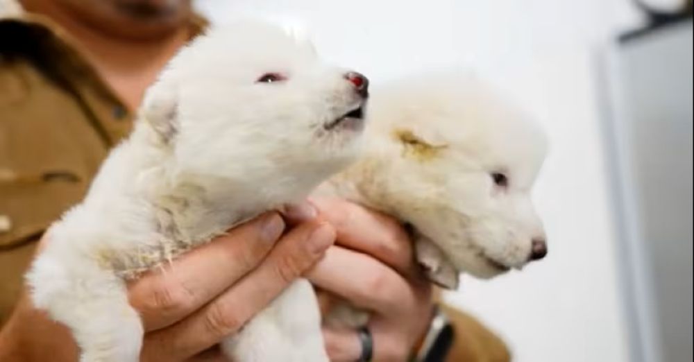 Il lupo estinto da 10.000 anni torna a vivere: nati due cuccioli di Dire Wolf in laboratorio.