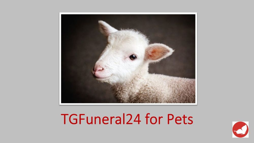 pasqua Pasqua cruelty-free. Gli agnellini non sono un piatto prelibato, sono esseri senzienti.