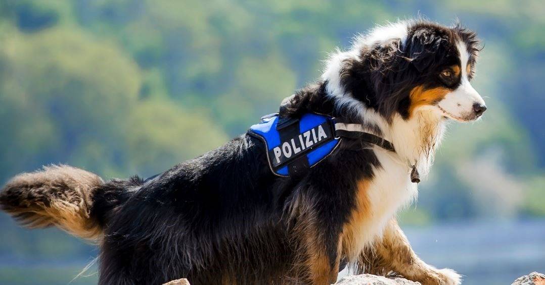 night-spirit Morto a 14 anni Night Spirit: cane eroe che salvò sei persone nel crollo del Ponte Morandi a Genova.