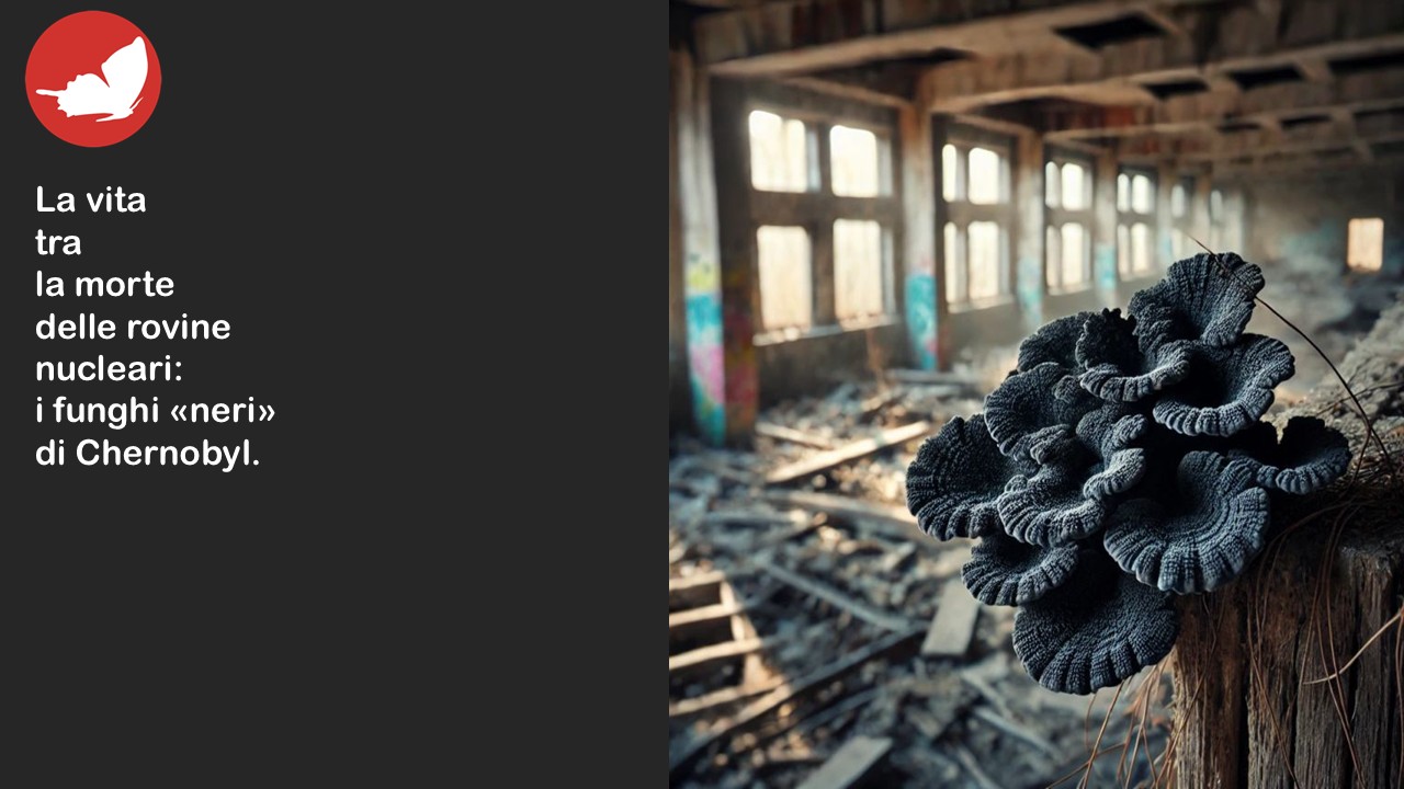 i funghi di chernobyl La vita tra la morte delle rovine nucleari: i funghi “neri” di Chernobyl.