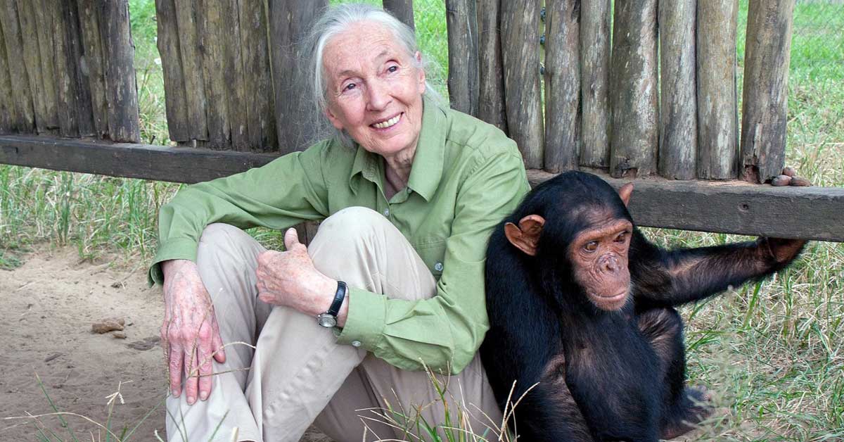 Addio a Jane Goodall, etologa di fama mondiale e “regina delle scimmie”.
