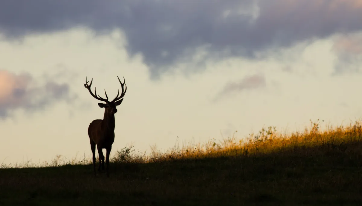 Addio a Bambi, il cervo più famoso d’Italia.