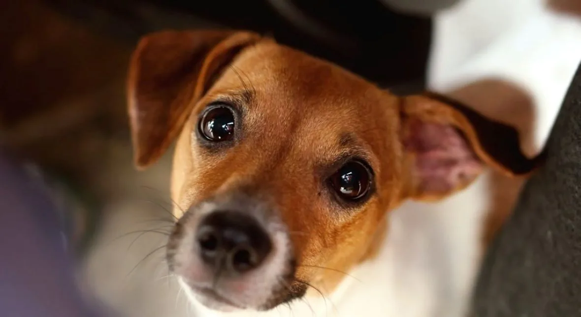 Spagna: condannato per aver ucciso il cane della compagna.