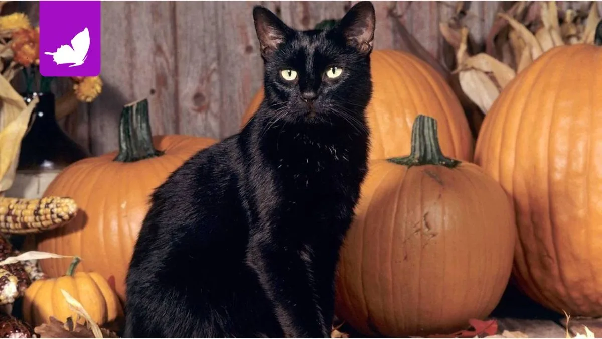 Spagna, adozioni di gatti neri sospese ad Halloween per prevenire abusi.