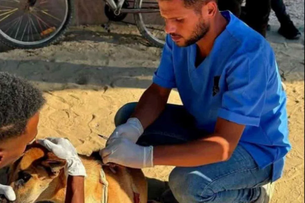 Il veterinario di Gaza che aveva scelto la vita tra le macerie.