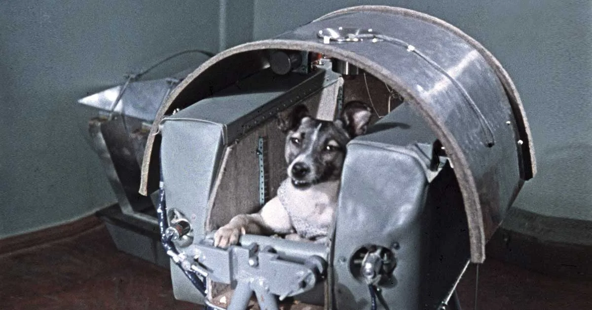 Laika la cagnetta lanciata nello spazio e mai tornata.