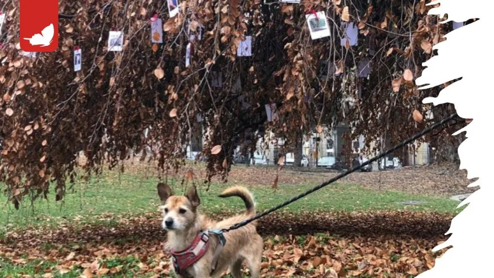L’albero (di Natale) dei cani a Torino: luogo di memoria e amore.