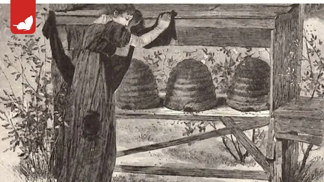 “Avvisare” le api della morte: un antico rito perduto.