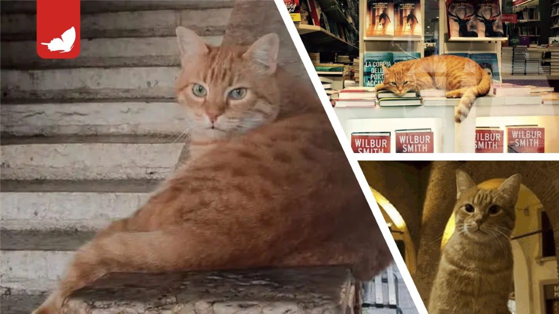 Rovigo piange la morte del gatto “cittadino” Rossini