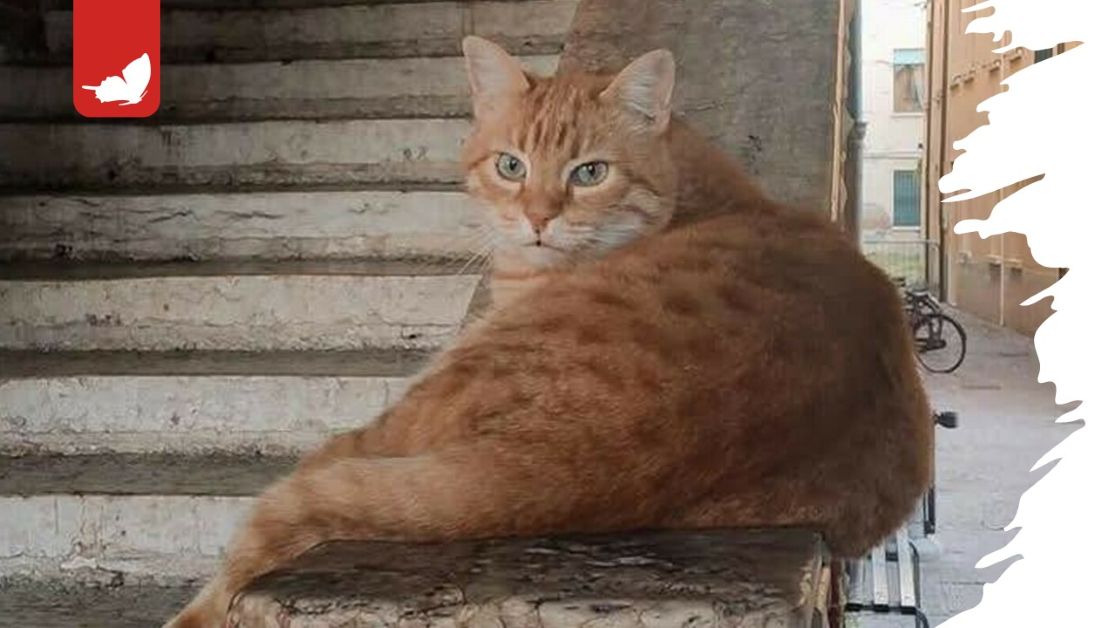 Rossini, il gatto “cittadino” di Rovigo e il lutto collettivo