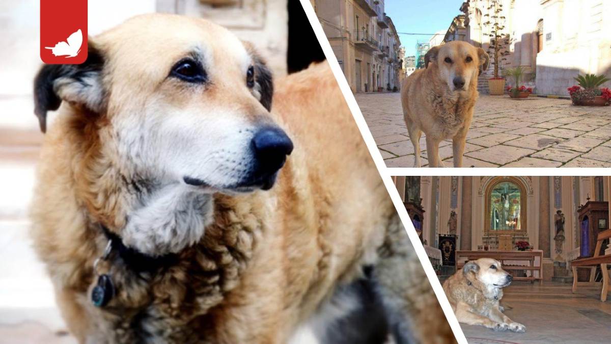 In memoria di Italo il cane cittadino di Scicli