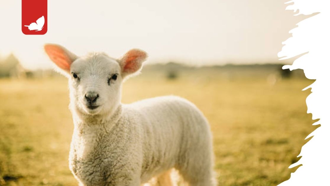 Agnello pasquale: buoni motivi per lasciarlo vivere in pace.